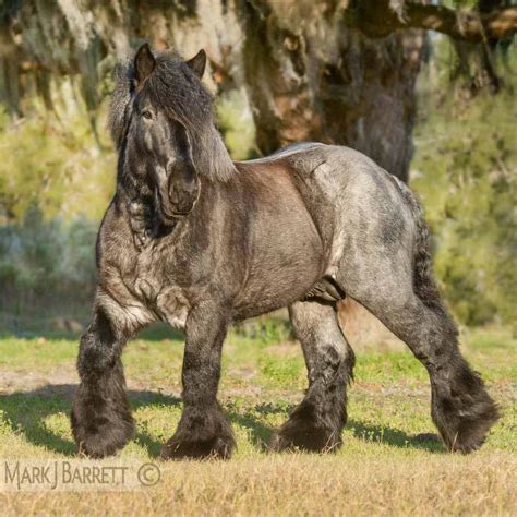 Horses Stock Photography and Equine Images by Mark J. Barrett | Horses ...