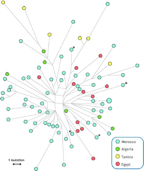 —median Joining Network Depicting The Relationships Between Mtdna