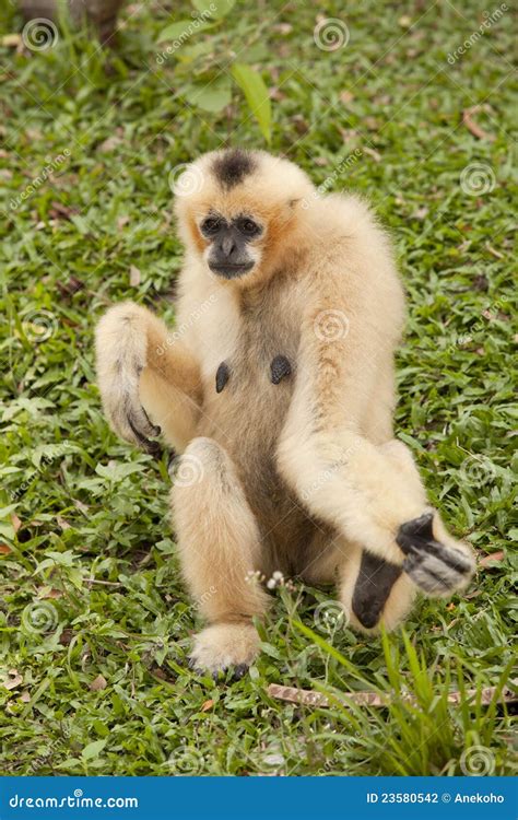 Gibbon Stock Photography - Image: 23580542