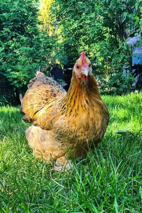 Pekin Chicken: Eggs, Temperament, Size and Raising Tips