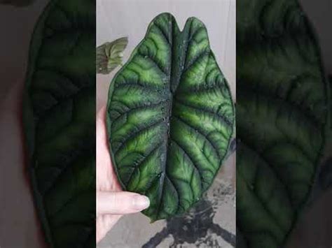 Алоказия Dragon Scale#Алоказия Шкура Дракона( Драгон Скале) - YouTube