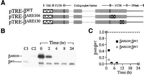 Figure 1 From A Nucleolin Binding 3 Cid 2 Untranslated Region Element