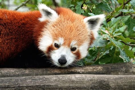 Premium Photo | A red panda a mammal native to the eastern himalayas ...