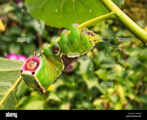 Puss Moth Caterpillar Showing Eye Spots As A Defensive Posture And Extending Its Flagellae On