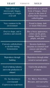 Difference Between Yeast and Mold | Definition, Structure, Function, Similarities