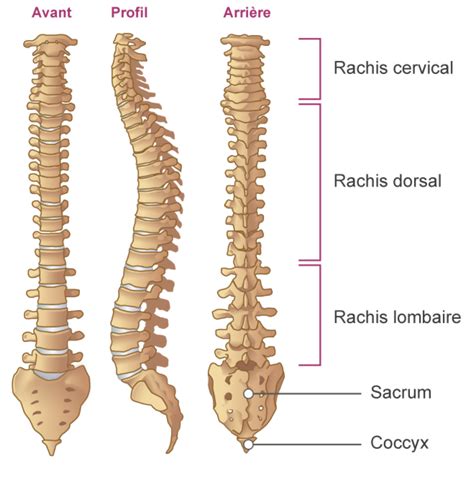 Anatomie du dos Rachis lombaire - Chirurgie du dos