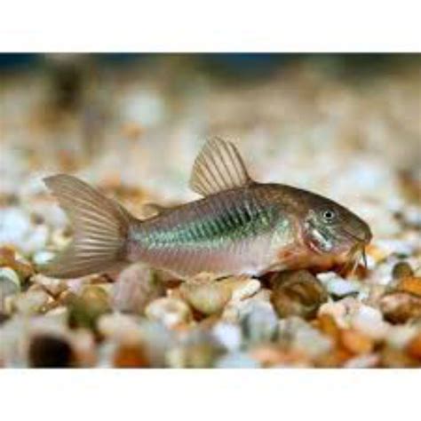 Jual Corydoras Aines Aquascape Ikan Hias Air Tawar Aquarium Shopee