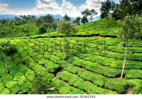 Tea Field Munnar Kerala India Stock Photo (Edit Now) 81462196