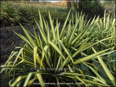 Yucca Filamentosa Golden Sword Palmlelie Tuin Op Het Web