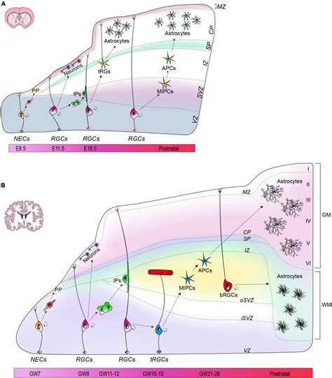 Frontiers Human And Mouse Cortical Astrocytes A Comparative View