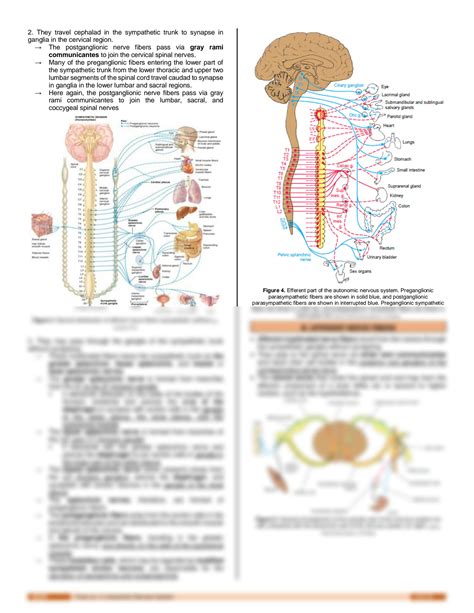 SOLUTION AUTONOMIC NERVOUS SYSTEM Studypool