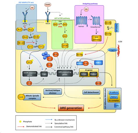 Putative Model Describing The Signaling Pathways And Other Genes