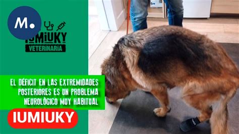 IUMIUKY Perros Hernia discal Alimentos navideños Tipos de