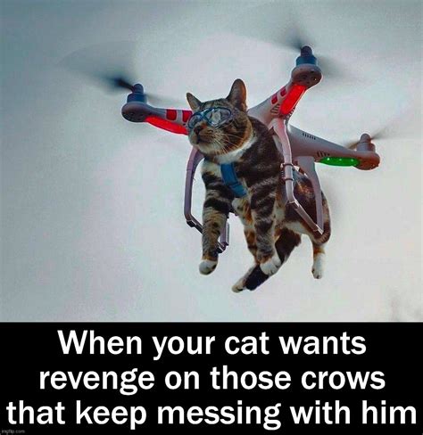 Cat Seeks Revenge Imgflip