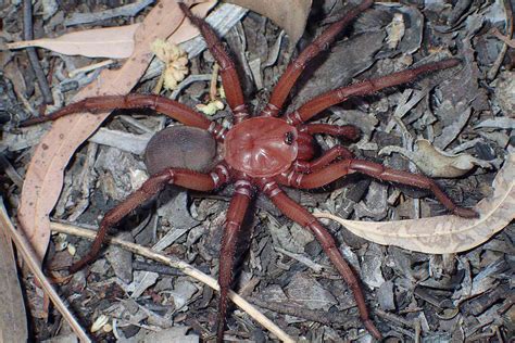 Rare Giant Trapdoor Spider Euoplos Dignitas Discovered In Australia