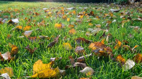 Tips Om Jouw Tuin Winterklaar Te Maken Van Der Graaf De Molen Voor