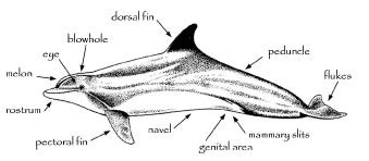 Dolphin Information Learn About Dolphins and Porpoises