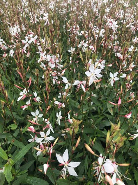 Gaura Lindheimeri Whirling Butterflies Lindheimers Prachtkaars