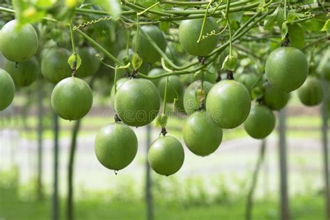 Passion Fruit On The Tree In Passion Fruit Farm Stock Image Image Of Passion Market 97826519