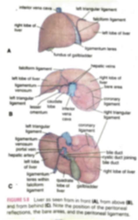 Solution Peritoneal Ligaments Studypool