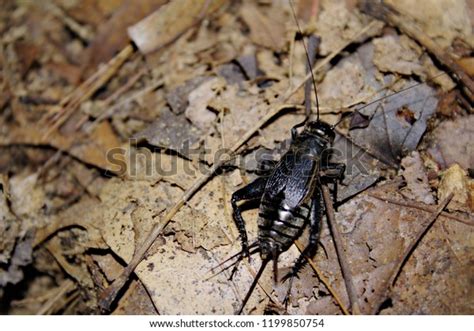 Black Field Cricket: Over 1.966 Royalty-Free Licensable Stock Photos | Shutterstock