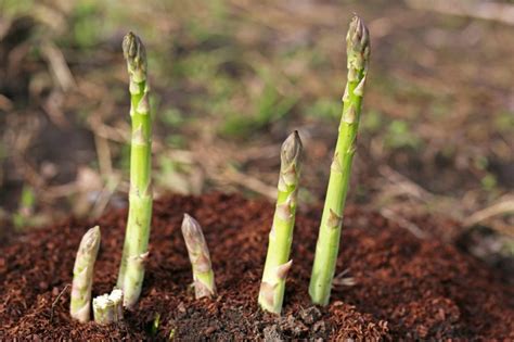 Spargel Tipps Zum Anbau Im Eigenen Garten Plantura