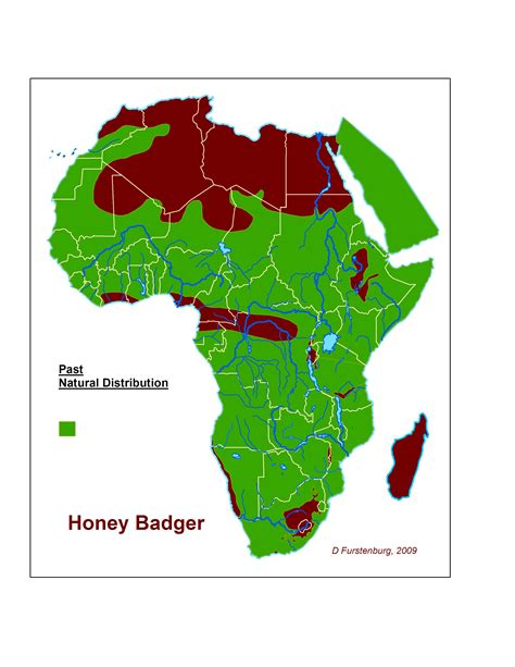 Pdf Focus On The Honey Badger Mellivora Capensis