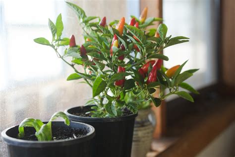 How To Grow Capsicum Everything You Need To Plant Grow And Care For Capsicum Better Homes