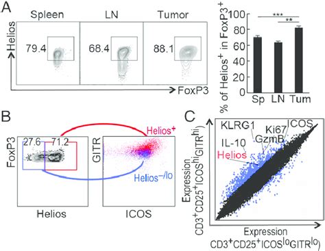 Intratumoral Cd Tregs Display Increased Suppressive Phenotype A