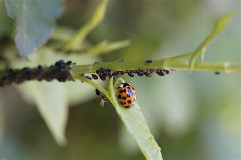 Download Free Photo Of Ladybug Asian Ladybug Insect Lice Pest