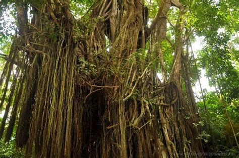 Balete tree - Alchetron, The Free Social Encyclopedia