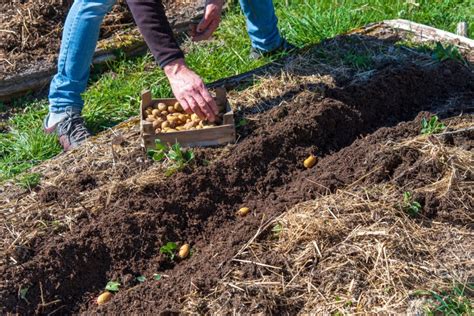 Comment Cultiver Des Pommes De Terre Sous Serre Blog Jardin Couvert