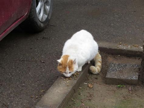 Kad K Y De Toplu Kedi L Mleri Hayvanseverler Taraf Ndan Protesto