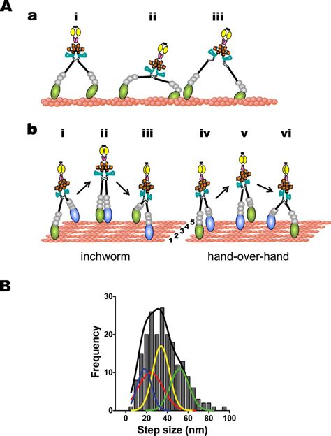 Model Of Stepping Pattern Of Myosin X On Filopodia A Full Length