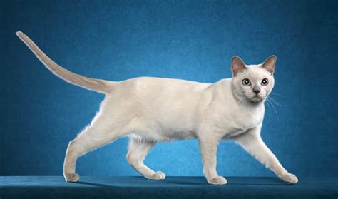 Tonkinese Cat Breed Information Vetstreet Vetstreet