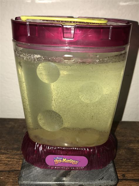 My sea monkeys tank is very gross. Is there a way I can clean it? : r ...