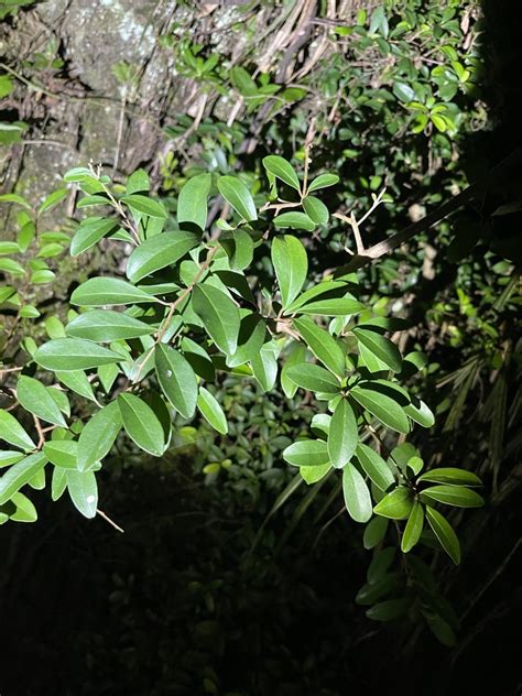 Embelia Laeta From 臺灣島 和平區 Txg Tw On July 31 2023 At 0733 Pm By Shiaokao · Inaturalist