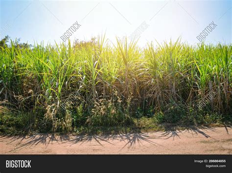 Cane Sugar Tree Image And Photo Free Trial Bigstock