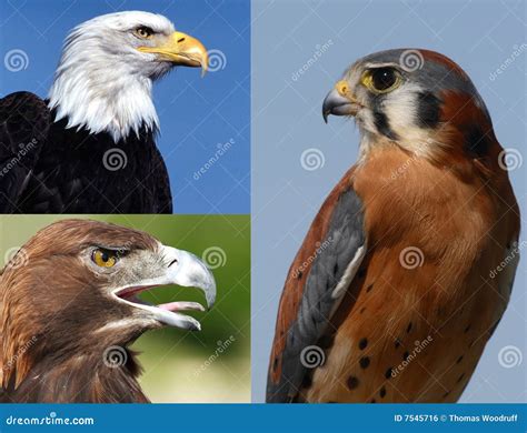 Birds of Prey Collage stock photo. Image of predators - 7545716