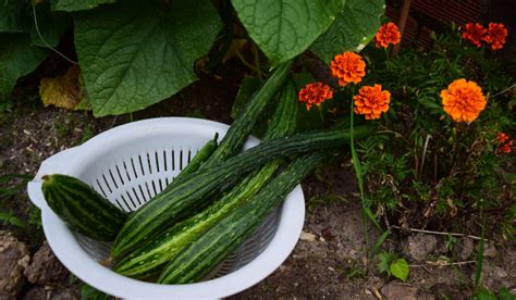 11 Unusual Cucumber Varieties Crate And Basket