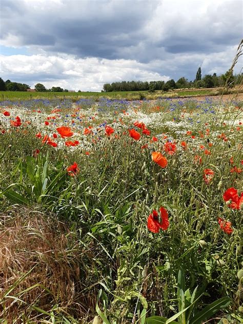 Mohnblumen Akkerbloemen Blumen Kostenloses Foto Auf Pixabay Pixabay