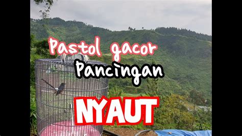 Murai Batu Pastol Latihan Gacor Di Pagi Hari YouTube