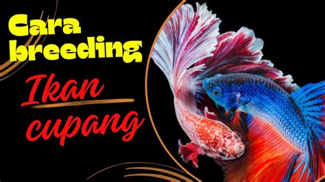 Cara Breeding Ikan Cupang Youtube