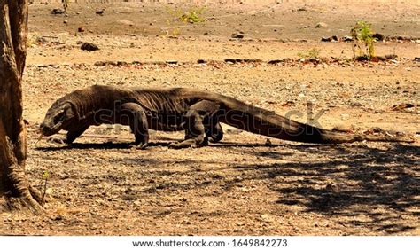 Closeup Komodo Dragon Komodo National Park Stock Photo 1649842273 ...