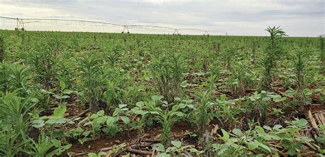 Desseca O Orienta Es Para Prevenir Ervas Daninhas Nas Lavouras