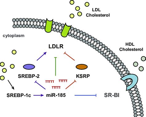 A Scheme Representing The Proposed Regulatory Network For Human Ldlr