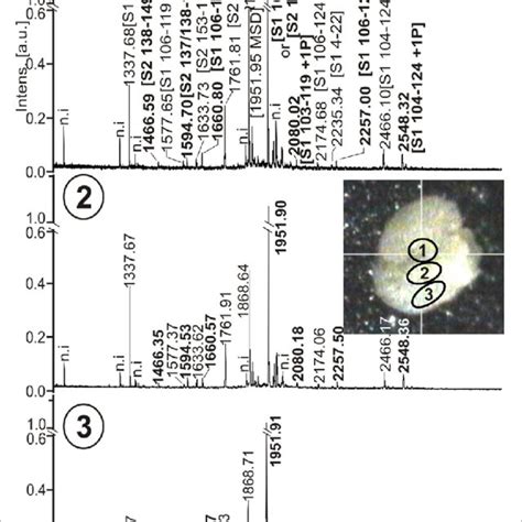 Maldi Tof Mass Spectra Of A Casein Derived Peptides Upon Tryptic