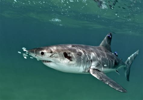 Baby sharks: tracking along our east coast – CSIROscope