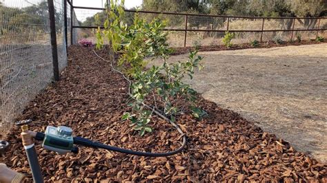 How To Connect Drip Irrigation To Garden Hose - Convenient Solutions ...