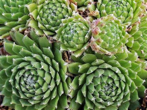 a close up of a plant with many leaves in the center and dirt on the ground